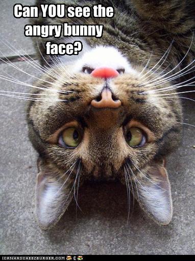 http://icanhascheezburger.files.wordpress.com/2010/05/funny-pictures-cat-nose-looks-like-bunny.jpg