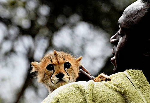 cheetahBolt