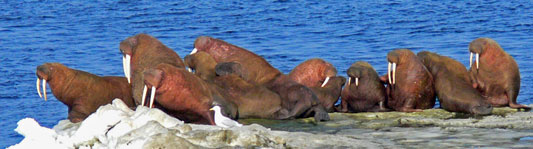 walrus.jpg