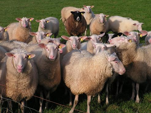 peizermade-1-schapen.jpg